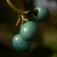 Révovník žláznatý