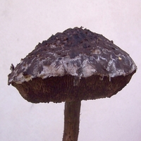 Šiškovec černý - Strobilomyces strobilaceus (Scop.) Berk. (1851)