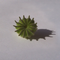 Mračňák Theophrastův