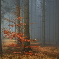 Výjimka mezi jehličnany