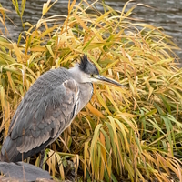 Volavka v úkrytu.......