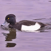 Polákchocholačka ve svatebním oděvu - podvečer na Stříbrném jezeru.....