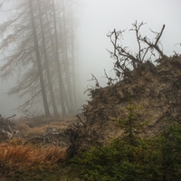 Listopadový písně...