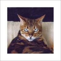 Domácí mazlíček :-)