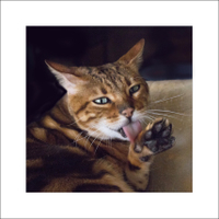 Domácí mazlíček II :-)