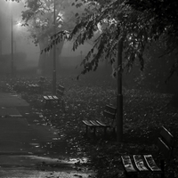 .. osamělé v mlze ..