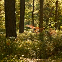 ....a začal zářit podzim...