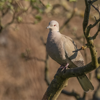 Hrdlička zahradní.