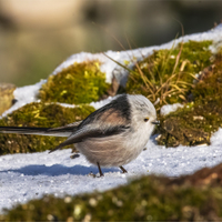 Radostné Vánoce, zdraví štěstí v roce 2026.