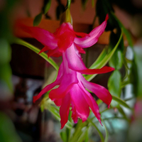 Vánoce jsou za dveřmi