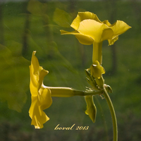 Pachypodium rosulatum