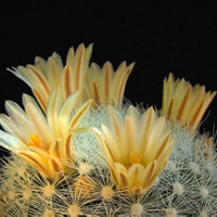 Mammillaria candida