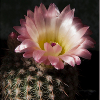 Notocactus rutilans