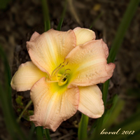 co jsem to tenkrát fotil