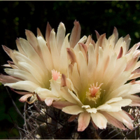 Pyrhocactus taltensis