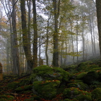 šepot mechových skal