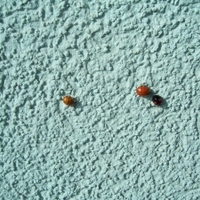 Bez projevů rasismu