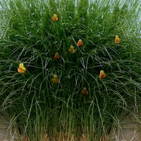  Hrušeň bylinná - Pyrus herbacea Q. et Schwarzkopf 2005