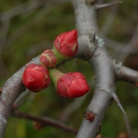 Já, malé poupě ...
