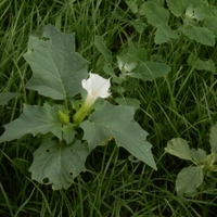 Durman panenská okurka (Datura stramonium L., 1753)