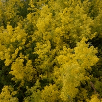 Svízel syřišťový