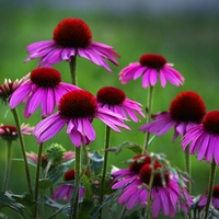 Třapatka ( rudbékie)