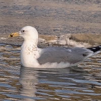 racek stříbřitý....