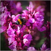 vzpomínání na léto