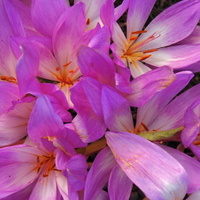 Podzimní kvítí...