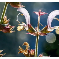 vzpomínání na léto