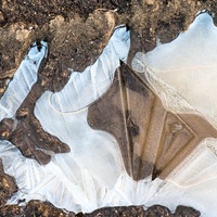 pelikán a tojůhelníky