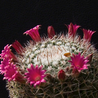 Mammillaria rocoi