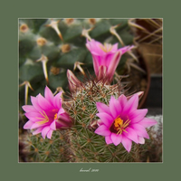 Mammillaria wrightii