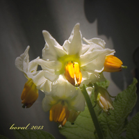 když kvetou brambory