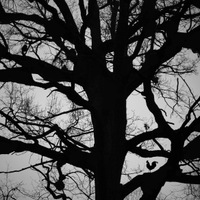 lepší vrabec v hrsti, než kohout na stromě