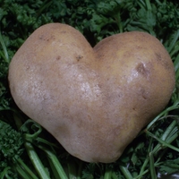 Srdeční záležitost II