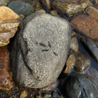 Než oschne ptačí stopa...