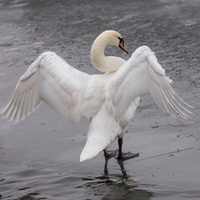 víání na sádráku 