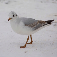 racek chechtavý  na procházce....