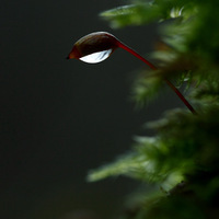 Lucernička mechů ...