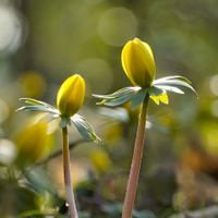 Přichází k nám jaro