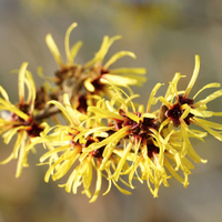 Už kvete vilín a voní 