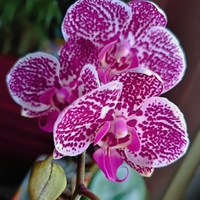 Orchidejka