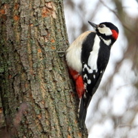 Strakapoud  velký - kluk ,