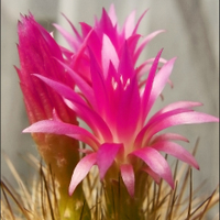 Neoporteria mammillaroides