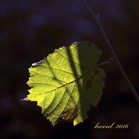 grafický list lískový