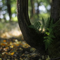 zelené zátiší????