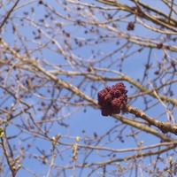 Jasan ztepilý (Fraxinus excelsior L.)