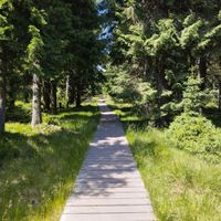 Chodníček se lesem vine