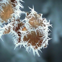 Špičaté, ale křehké